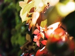 秋季来临，写真机日常保养的注意事项!